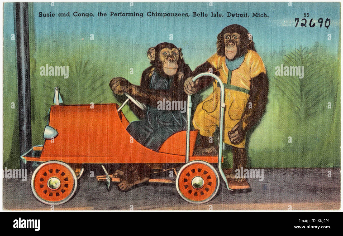 Susie e Congo si esibivano scimpanzé messi in mostra a Belle Isle, Detroit, Michigan, all'inizio del XX secolo come parte di una esibizione pubblica di animali. Foto Stock