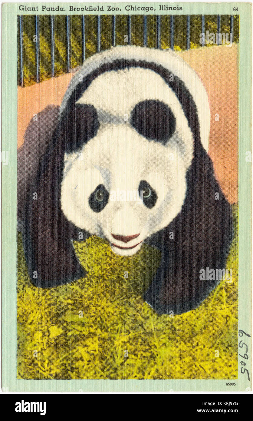 Il Panda gigante allo zoo Brookfield di Chicago è una delle specie più iconiche e minacciate di estinzione in tutto il mondo. Conosciuto per la sua distinta pelliccia nera e bianca, il panda è un simbolo degli sforzi per la conservazione della fauna selvatica. Foto Stock