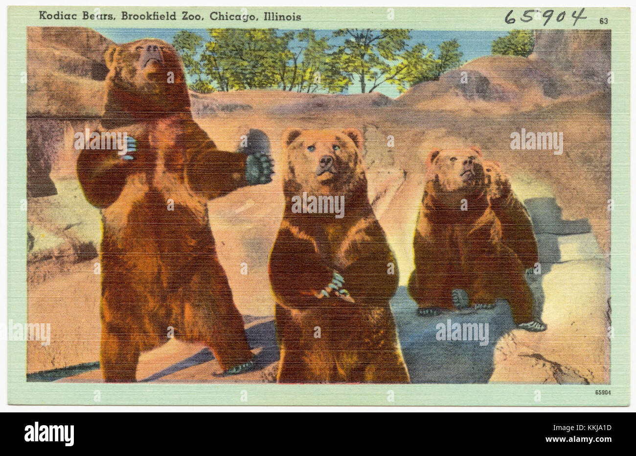 Orsi Kodiac in mostra allo zoo Brookfield di Chicago, Illinois, che espone questa specie unica di orsi in un ambiente zoo. Foto Stock