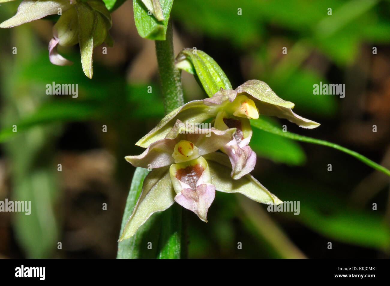 Helleborine a foglie larghe, 'Epipactis helleborine', boschi decidui, luglio e agosto, molto diffusi, da vicino, Somerset, Regno Unito Foto Stock