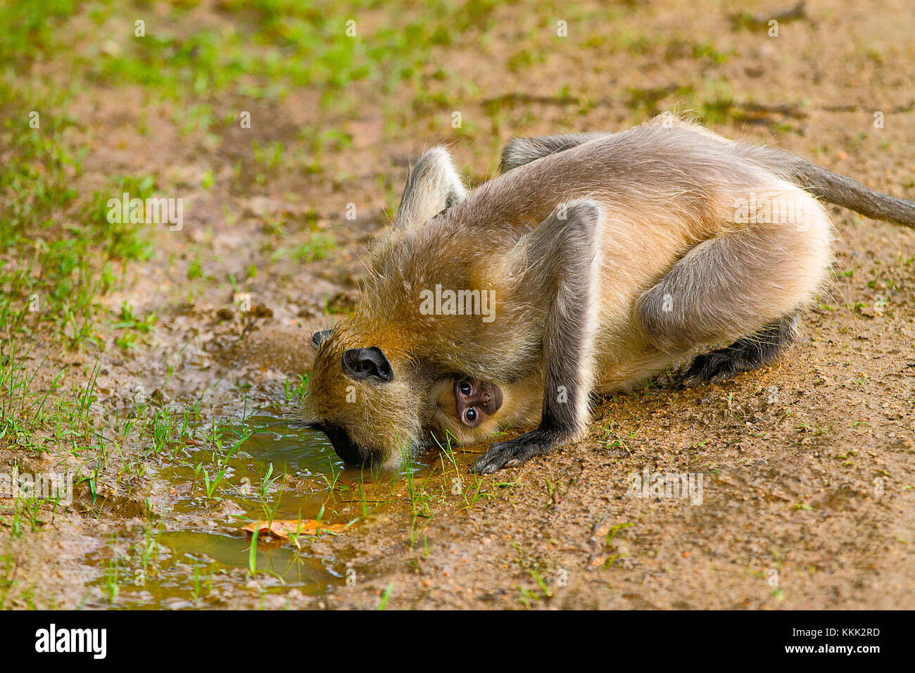 Una Hanuman o Grey langur, genere Semnopithecus, acqua potabile mentre il suo bambino le aderisce. Kanha National Park, Madhya Pradesh, India Foto Stock