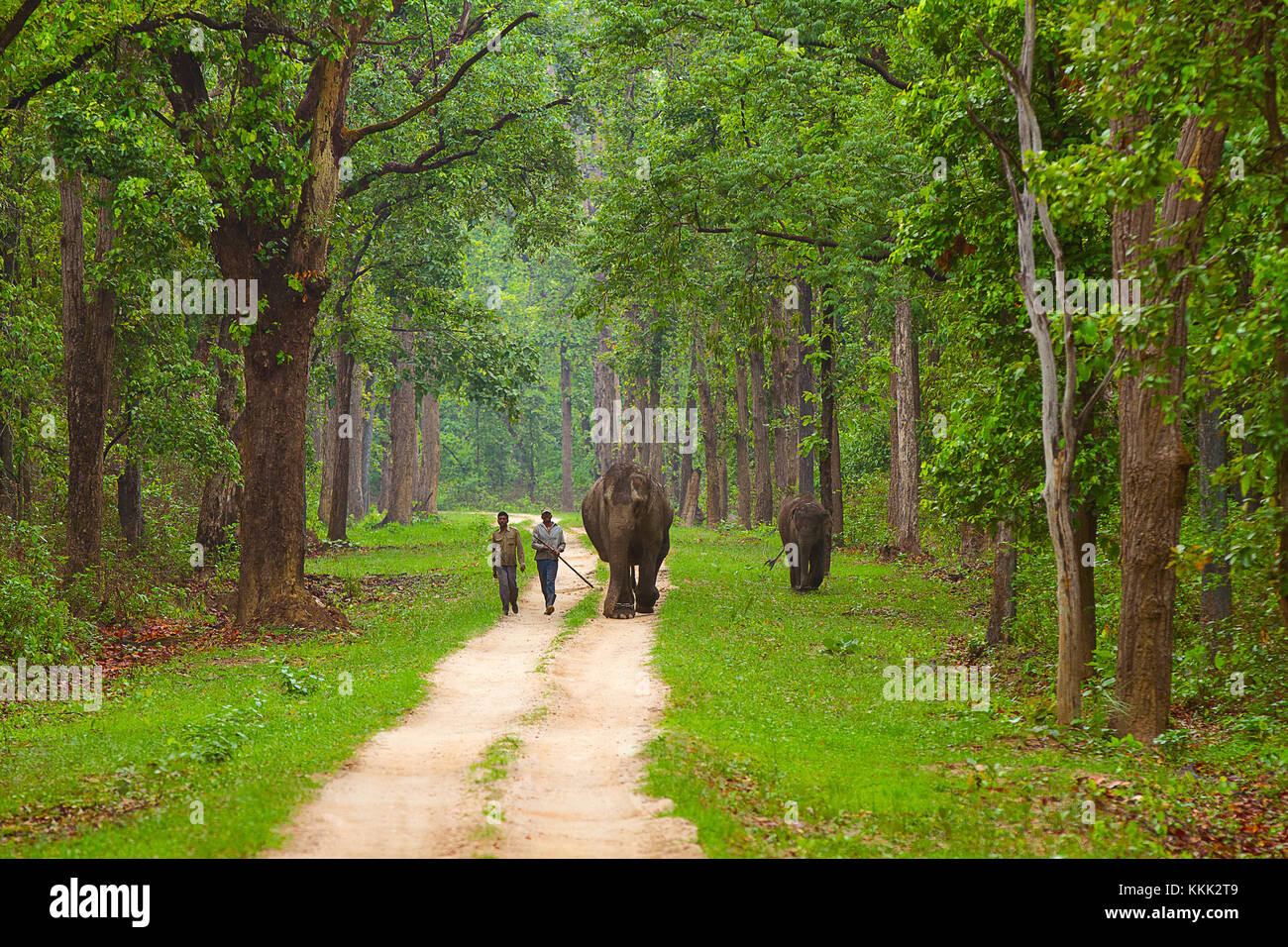 Un elefante prigioniero con guardie della foresta. Kanha National Park, Madhya Pradesh, India Foto Stock