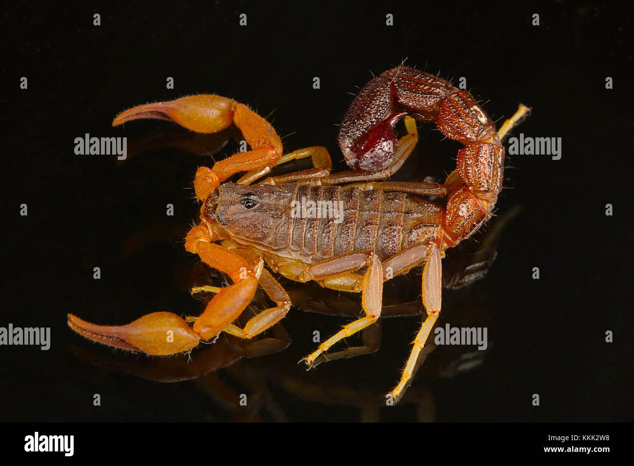 Un fat tailed scorpion, Hottentotta sp. Vista dorsale. Goa, India. Questi scorpioni recare un grasso di coda e il pungiglione è estremamente doloroso. Foto Stock