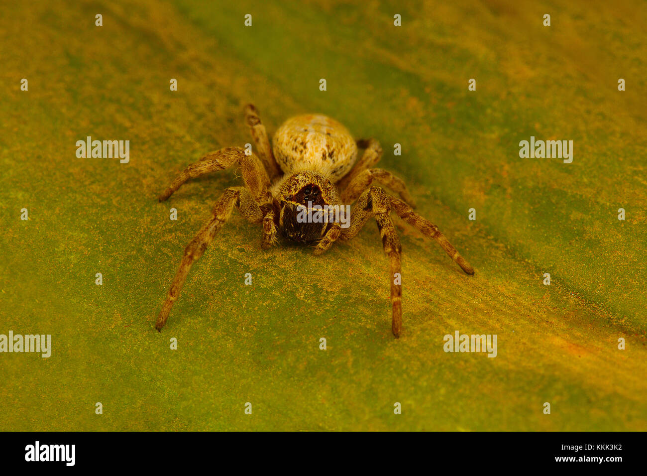 Ragno sociale del genere Stegodyphus che vive in una colonia. Questi sono gli unici ragni sociali conosciuti. Foto Stock