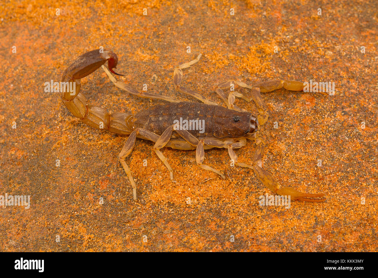 Fat tailed scorpion, genere Lychas da Pondicherry, Tamilnadu, India. Questi sono anche noti come corteccia scorpioni Foto Stock