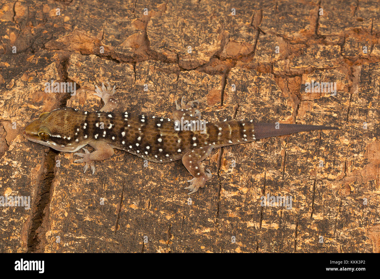 Termite hill gechi sono abbastanza grandi gechi che recano le bande distinte sul loro dorso. Comunemente trovati in ed intorno a termite tumuli Foto Stock
