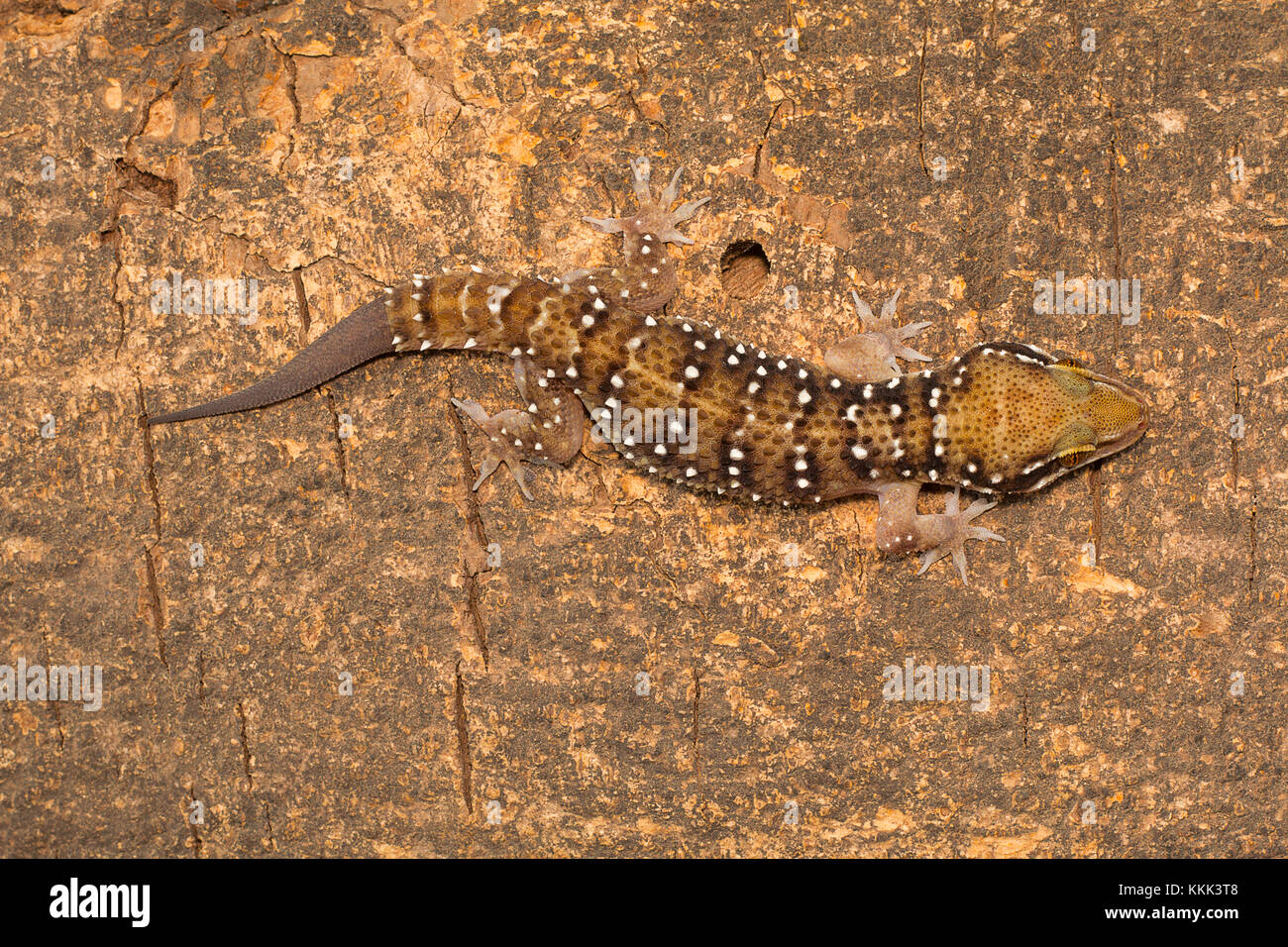 Termite hill gechi sono abbastanza grandi gechi che recano le bande distinte sul loro dorso. Comunemente trovati in ed intorno a termite tumuli Foto Stock