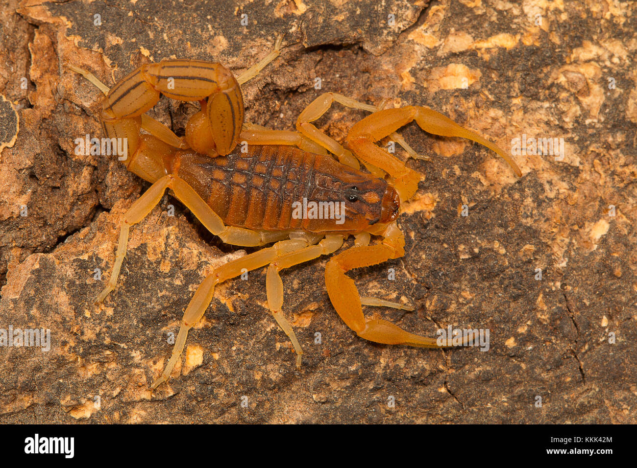 Fat tailed scorpion Hottentotta rugiscutis dalla località tipo, Chengalpettu, Tamil Nadu, India Foto Stock