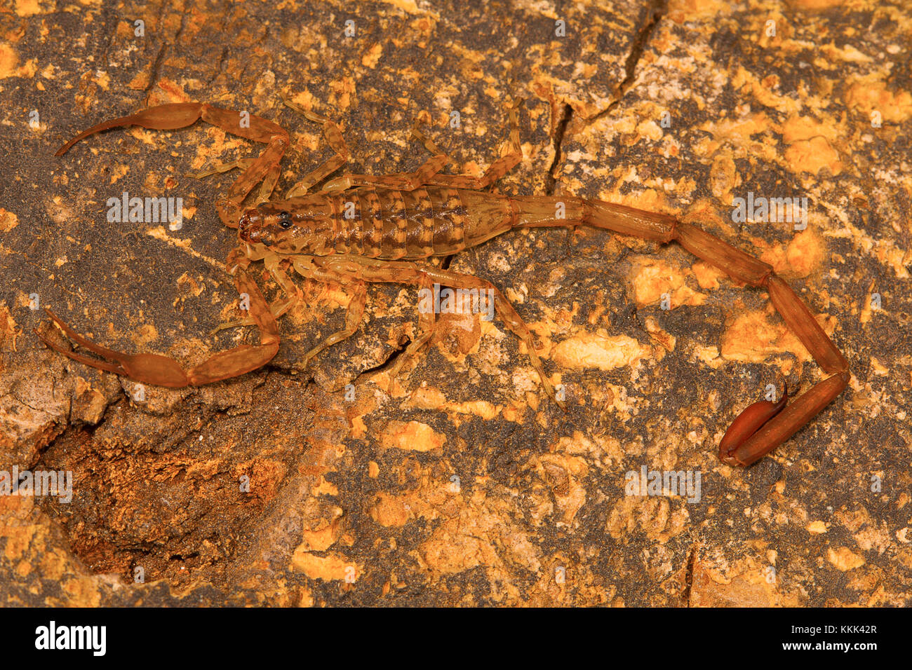Corteccia scorpion, Isometrus vittatus che reca una lunga metasoma breve e Sting. Comune sui tronchi di alberi. Chengalpettu, Tamil Nadu, India Foto Stock