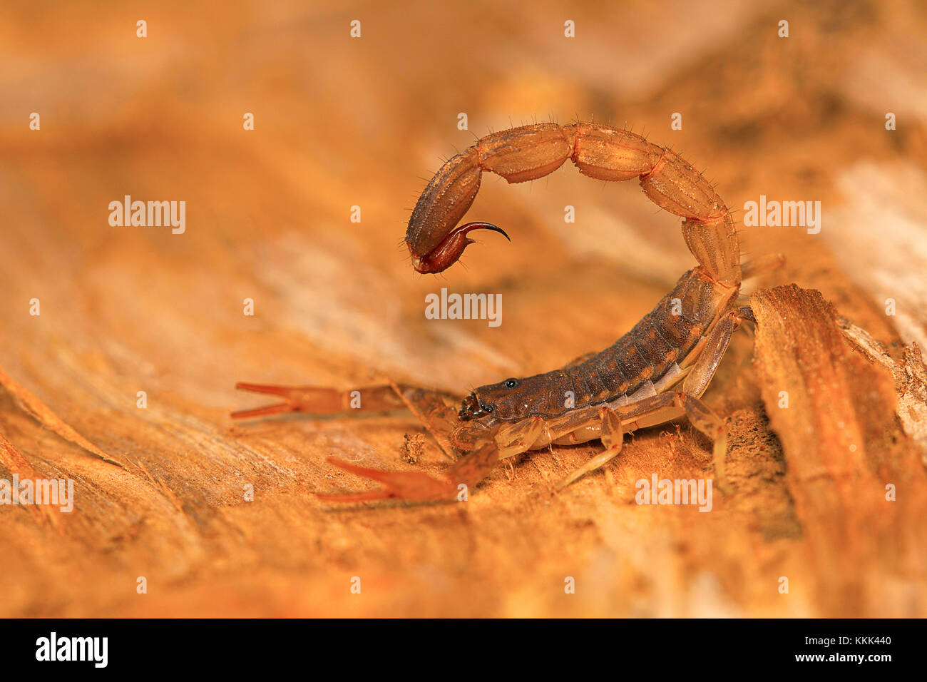 Fat tailed scorpion sting, genere Lychas da Pondicherry, Tamilnadu, India. Questi sono anche noti come corteccia scorpioni Foto Stock