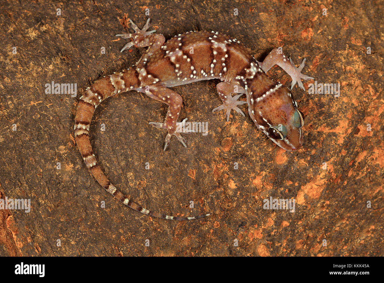 Termite hill gechi sono abbastanza grandi gechi che recano le bande distinte sul loro dorso. Comunemente trovati in ed intorno a termite tumuli Foto Stock