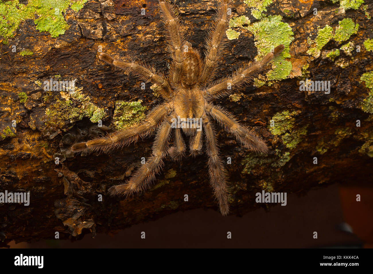 Tarantola arborea, Poecilotheria tigrinawesseli, Ghati orientali, India Foto Stock