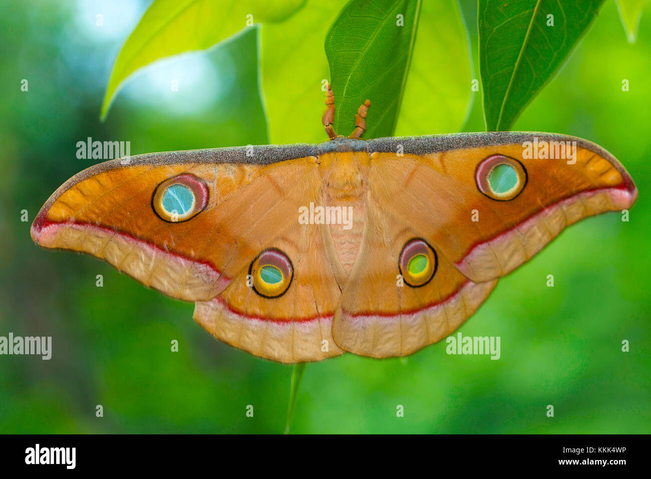 Seta Tussar moth da Kanger Ghati National Park, Bastar District, Chhattisgarh Foto Stock