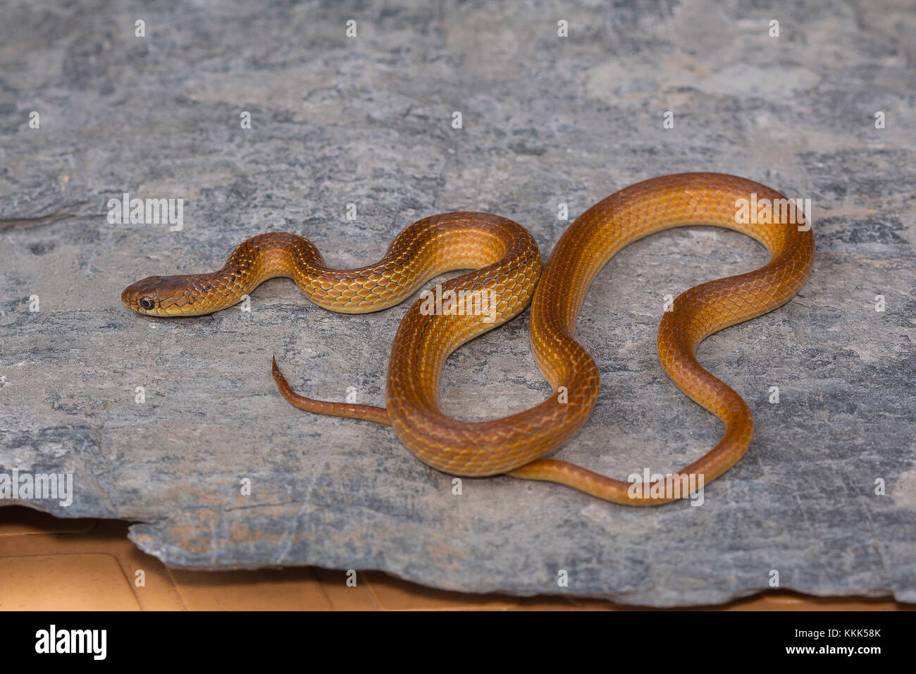Serpente dal collo a righe minori, Liopeltis calamaria, raro. Altopiano di Kaas, distretto di Satara, Maharashtra. Foto Stock