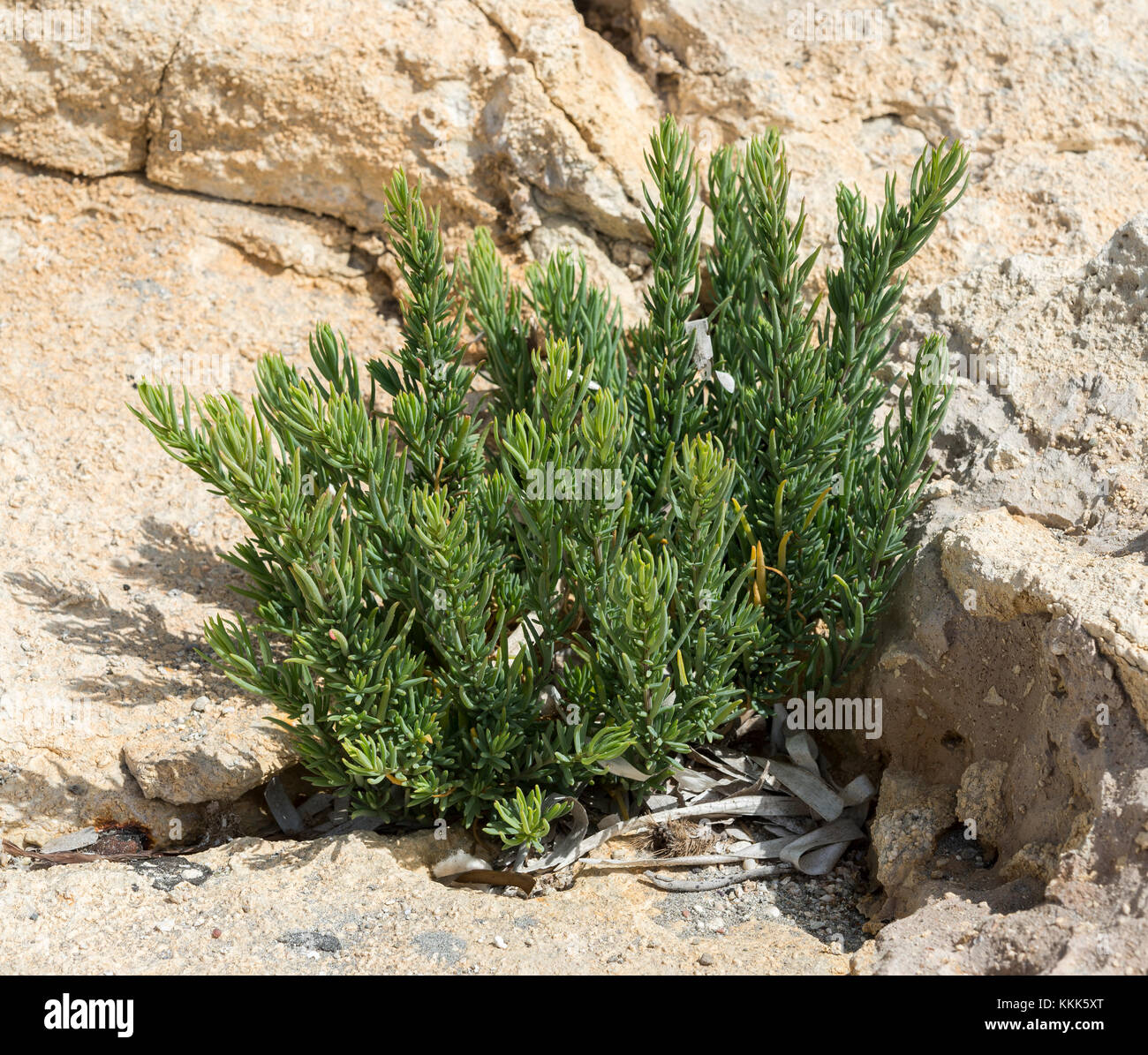 Close-up del seepweed, suaeda spicata. Si tratta di una pianta mediterranea che cresce in suoli salini e benne allagabile della costa rocciosa. Foto Stock