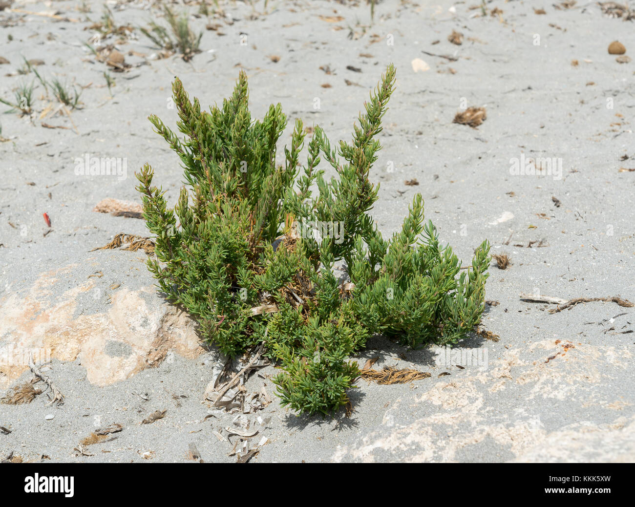 Close-up del seepweed, suaeda spicata. Si tratta di una pianta mediterranea che cresce in suoli salini e benne allagabile della costa rocciosa. Foto Stock