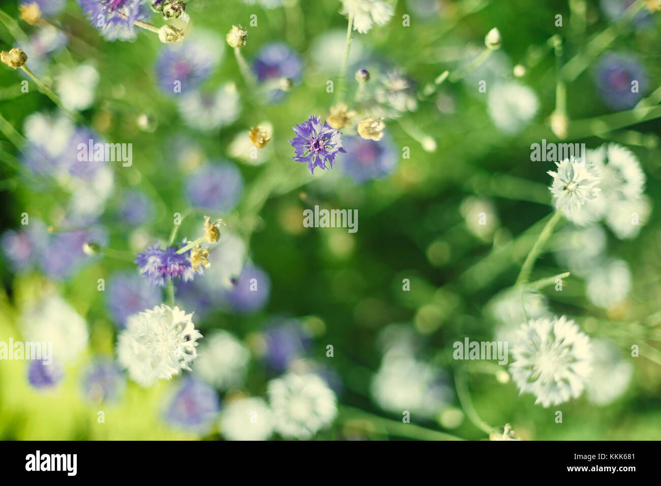Fiore di cicoria in giardino Foto Stock