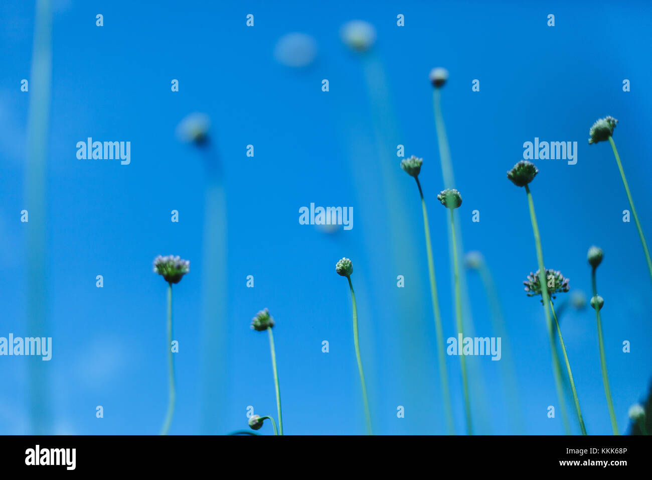 Fiore bellissimo sfondo. Foto Stock