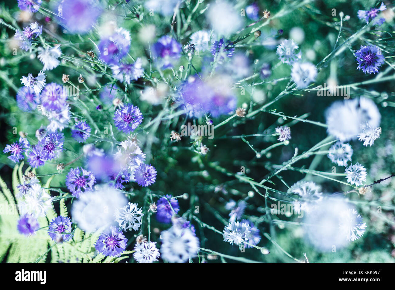Campo di minuscoli fiori blu, vintage tono freddo e poco profonda profondità di campo. Foto Stock