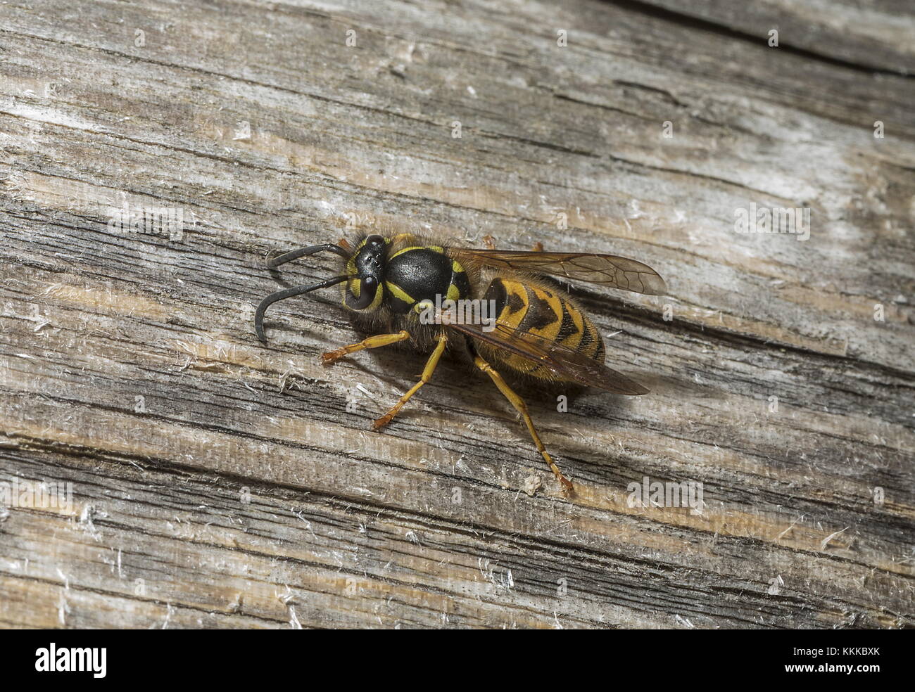 Il tedesco Wasp, Vespula germanica la raccolta di legno su un palo da recinzione. Foto Stock