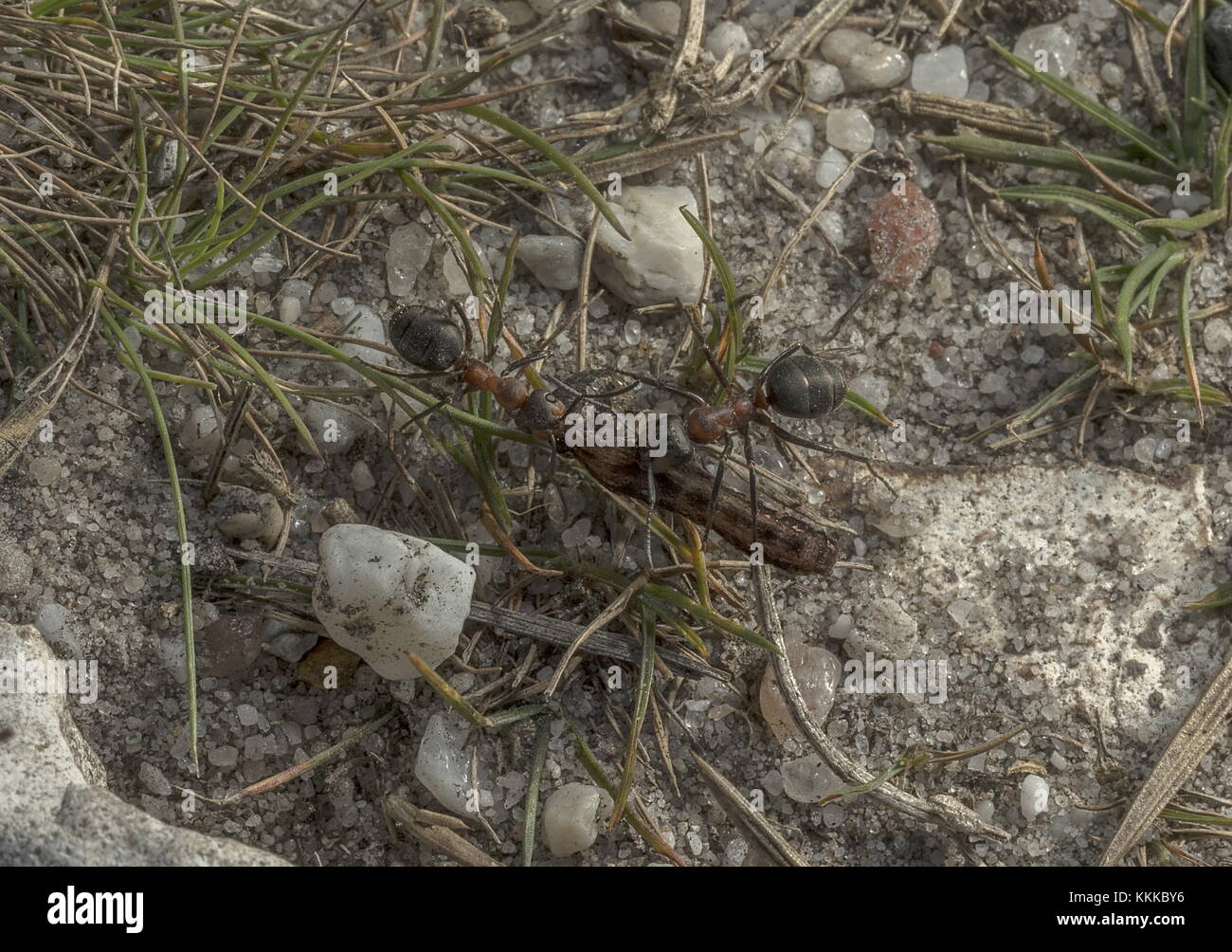 Legno meridionale formiche, formica rufa, tirando caterpillar per il nido, sulla brughiera. Il Dorset. Foto Stock