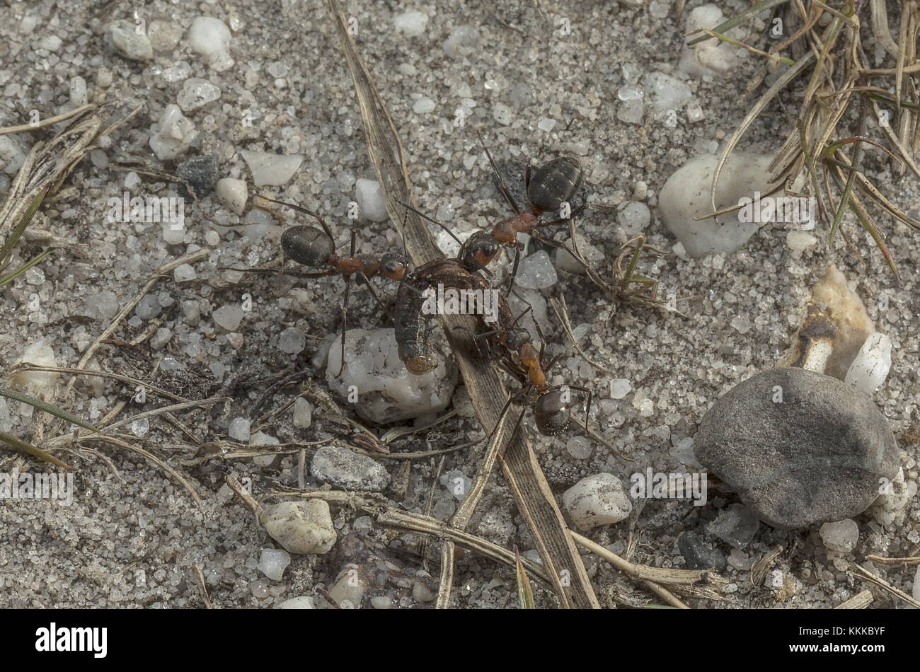 Legno meridionale formiche, formica rufa, tirando caterpillar per il nido, sulla brughiera. Il Dorset. Foto Stock