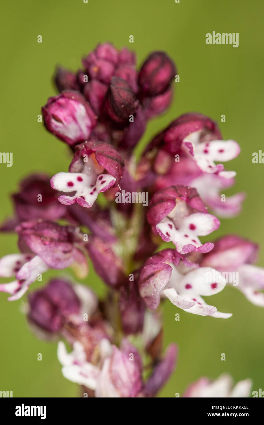 Bruciato-punta orchid, Orchis ustulata, in fiore, Gombren Foto Stock