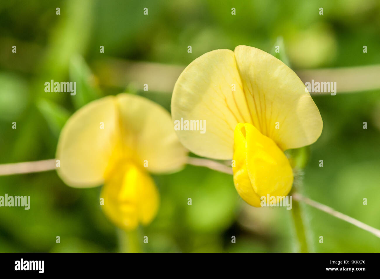 Famiglia di fagiolo pianta giallo Foto Stock