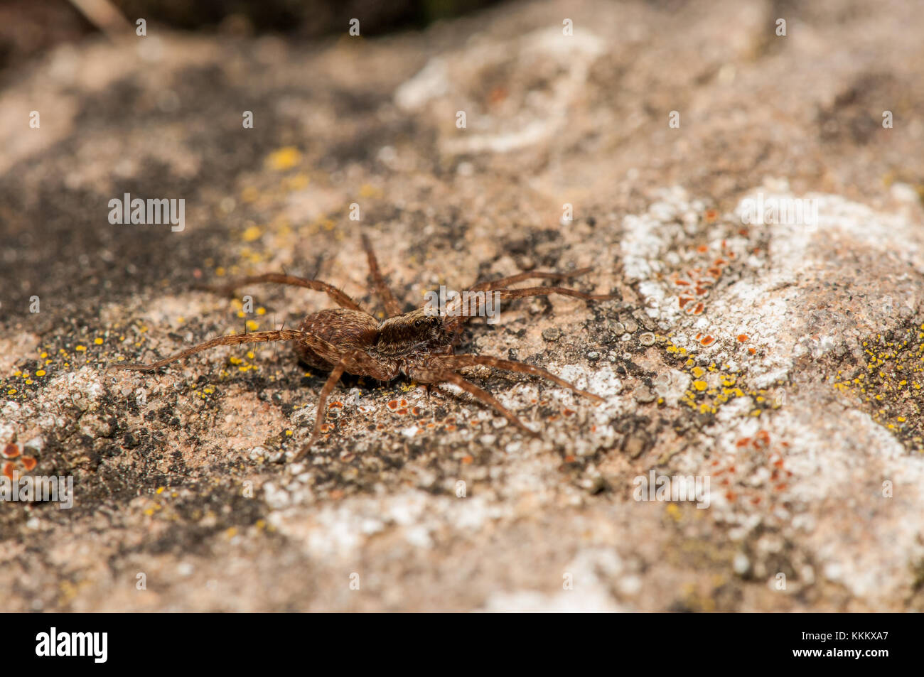 Wolf spider, Hogna radiata, su di una roccia, Gombren, Ripolles, la Catalogna Foto Stock