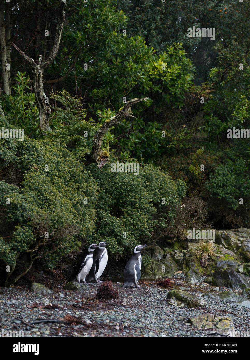 I pinguini di magellano vicino al loro allevamento colonia su un isola nel sud del Cile Foto Stock