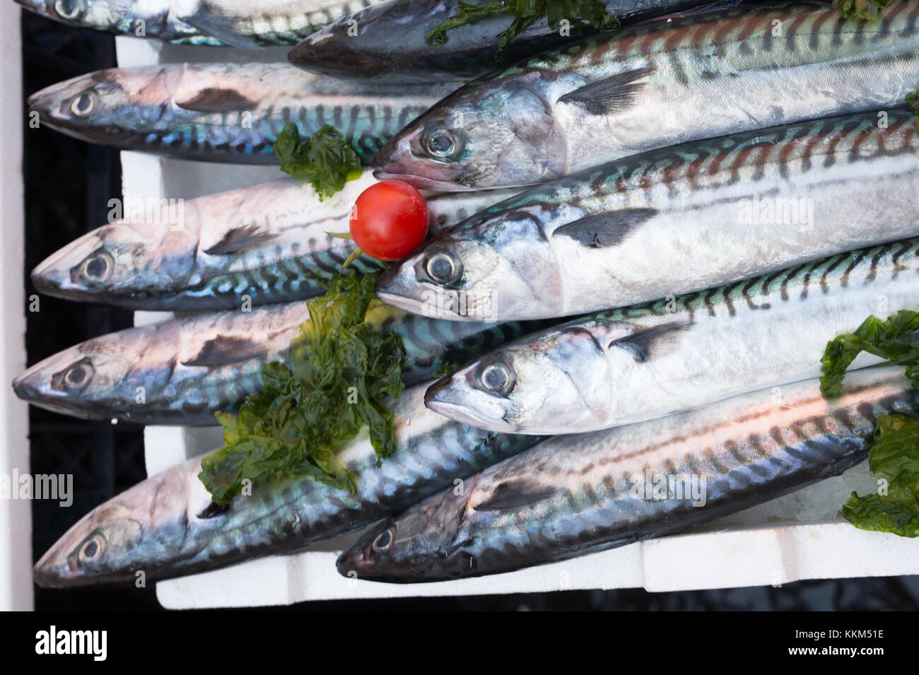 Sgombri, Mediterranea di pesce al mercato di napoli, Italia Foto Stock