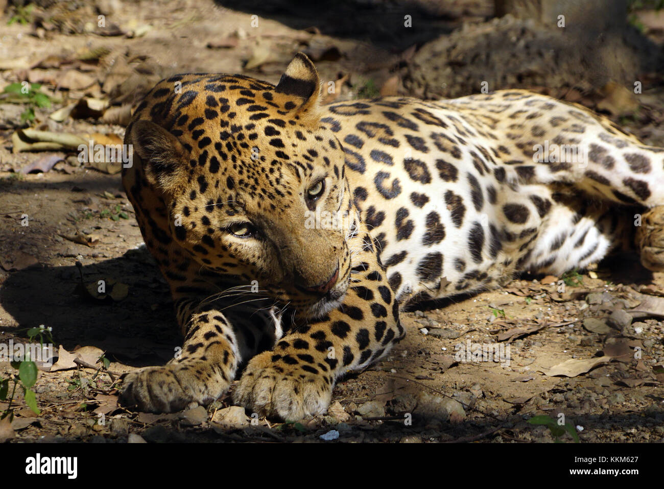 La Jaguar (Panthera onca) Foto Stock