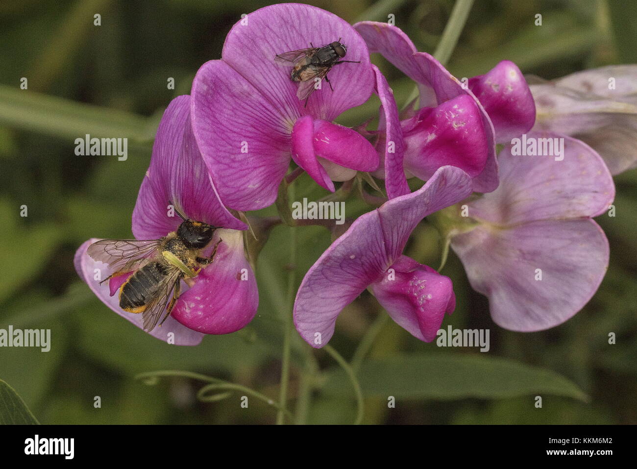 La foglia-Cutter Bee, Megachile centuncularis, visita di latifoglie pisello perenne. Norfolk. Foto Stock