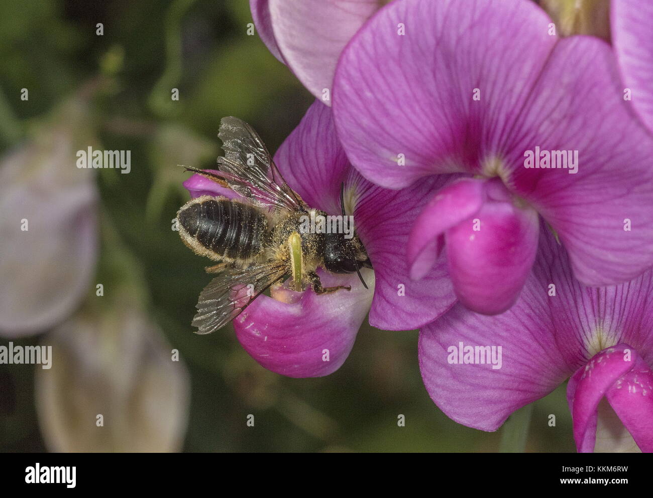 Una foglia-Cutter Bee, Willughby's Leafcutter, Megachile willughbiella, visita di latifoglie pisello perenne. Norfolk. Foto Stock