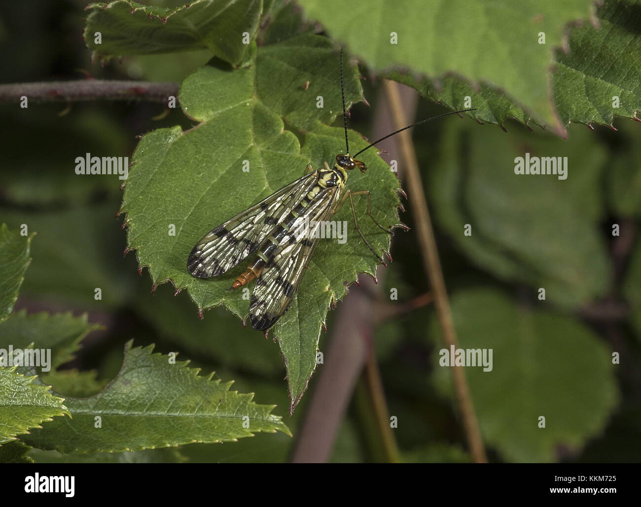 Scorpione femmina Fly, Panorpa scavenging germanica sulle foglie, Dorset. Foto Stock