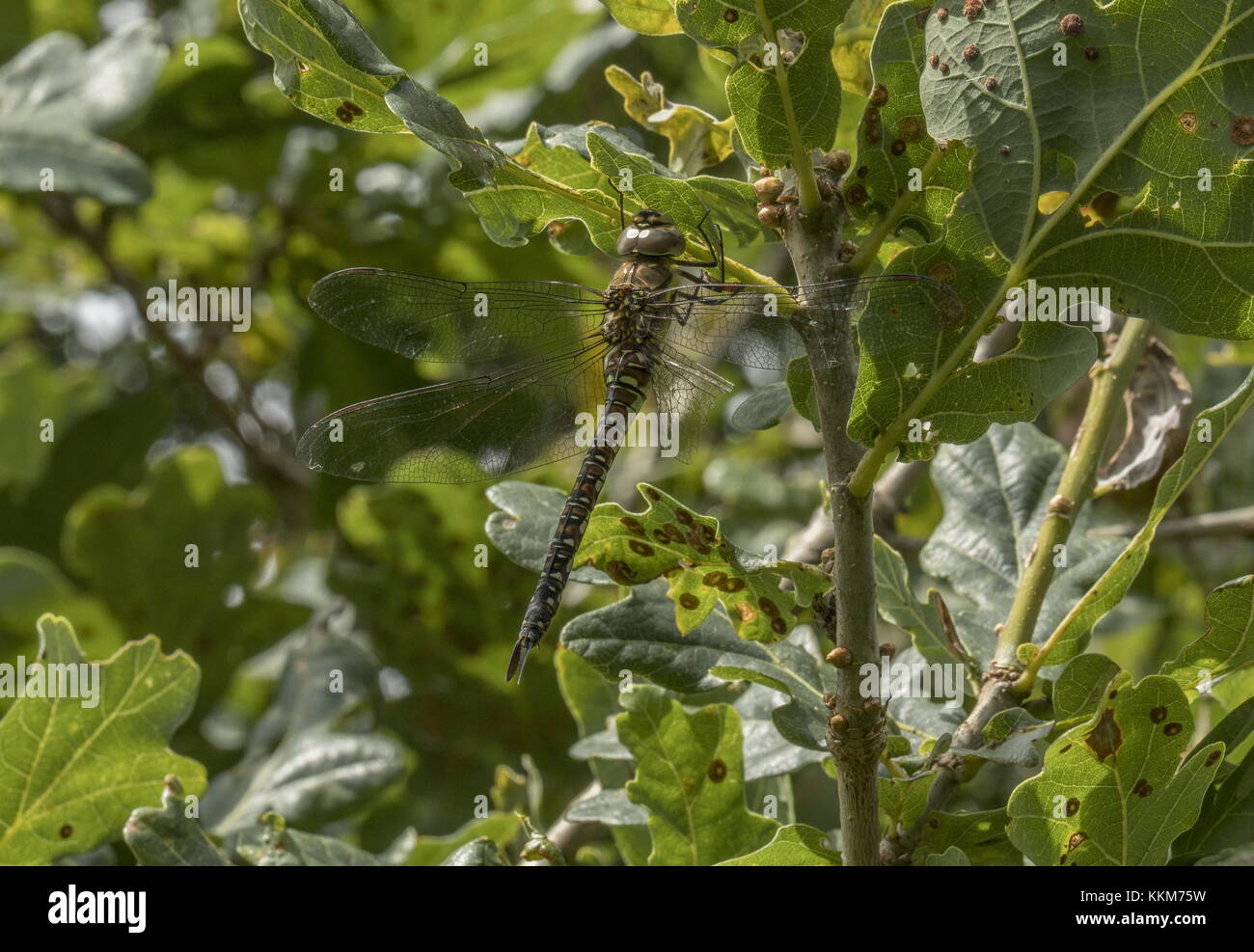 Donna migrante Hawker, Aeshna mixta regolate su albero di quercia, Dorset. Foto Stock