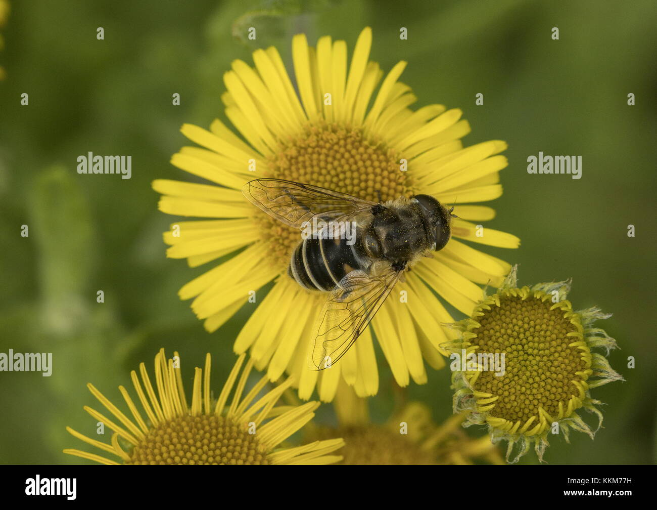 Drone femmina-fly, Eristalis tenax, dronefly, su fleabane comune. Foto Stock