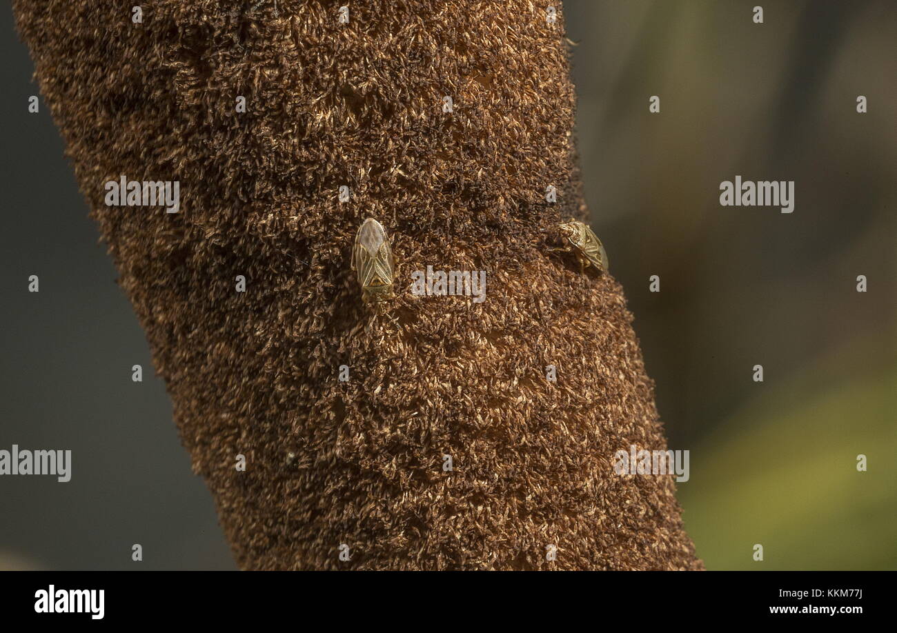 Giunco di palude bug, Chilacis typhae, coppia sulla maggiore Reedmace seme head. Foto Stock