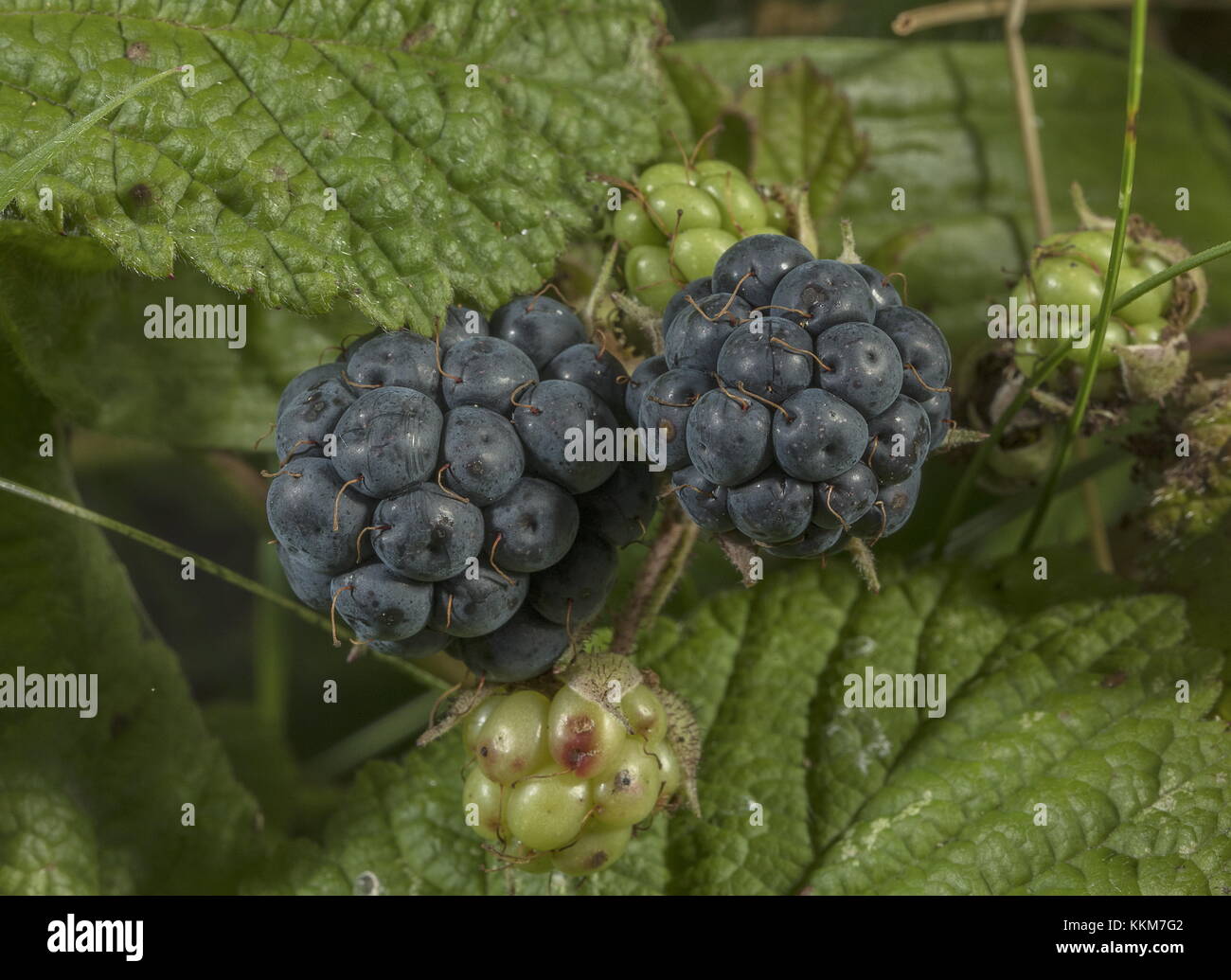 Dewberry, Rubus caesius con frutti maturi, la fine dell'estate. Foto Stock