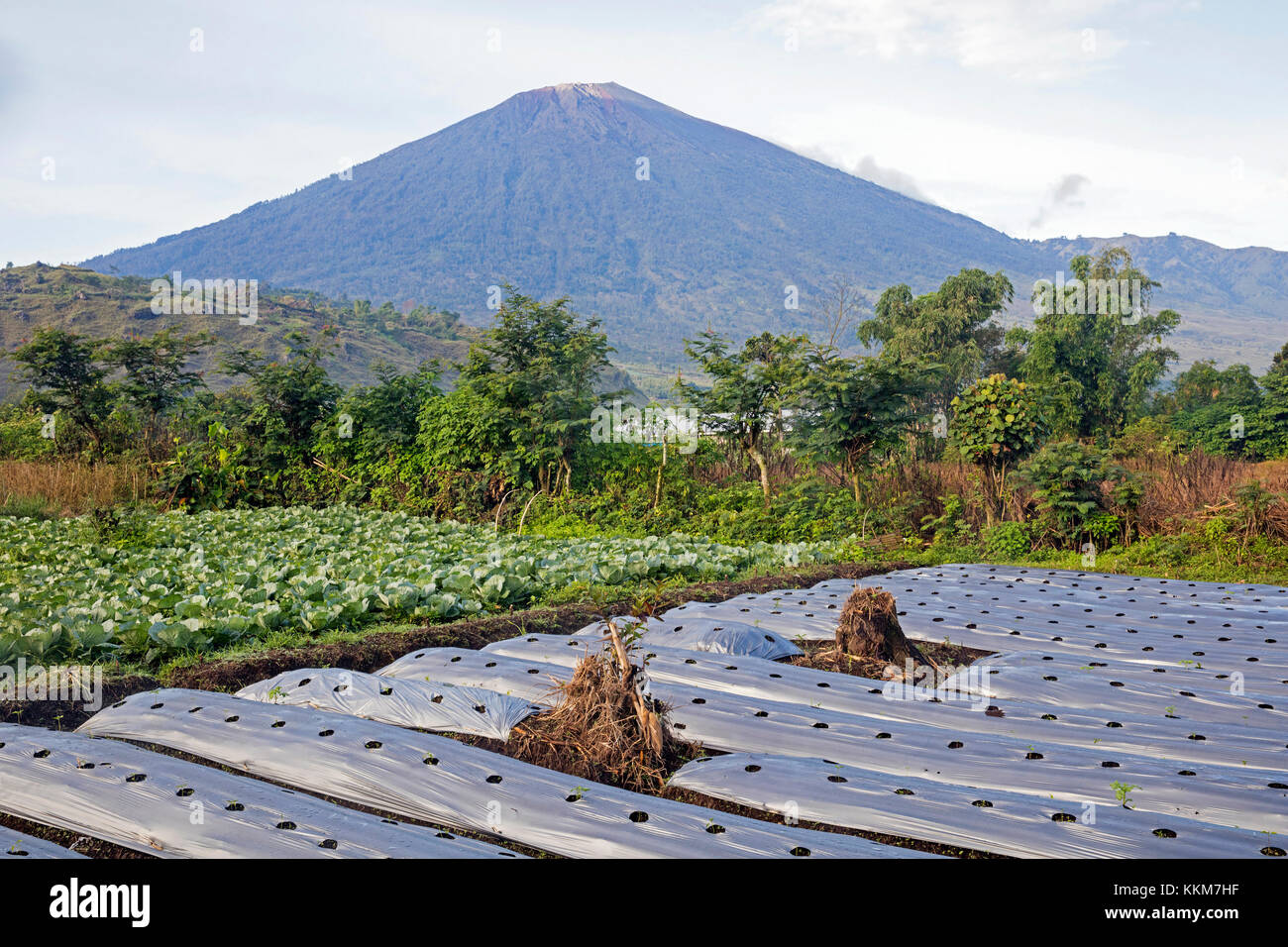 Mount rinjani / gunung rinjani, vulcano attivo e un campo crescente di verdure a Sembalun Lawang, West Nusa Tenggara sull'Isola di Lombok, INDONESIA Foto Stock