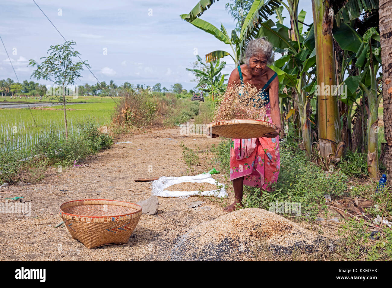 Anziana donna indonesiana setacciatura / spulatura semi di riso dopo la raccolta in campo di riso sull'Isola di Lombok, INDONESIA Foto Stock