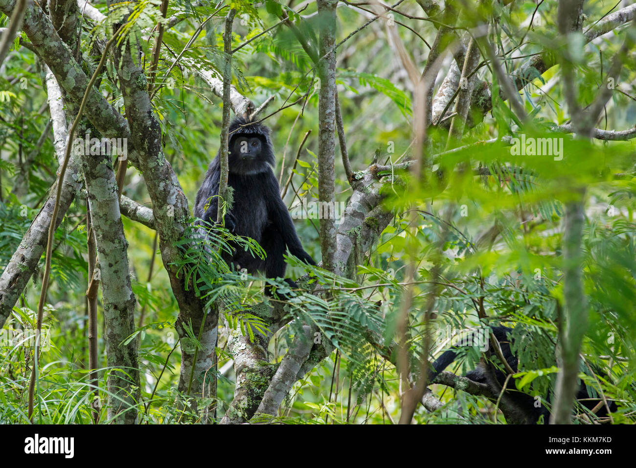 Iavan lutung / iavan langur (trachypithecus auratus) nella struttura ad albero nella foresta pluviale tropicale sulle pendici del vulcano rinjani, Isola di Lombok, INDONESIA Foto Stock