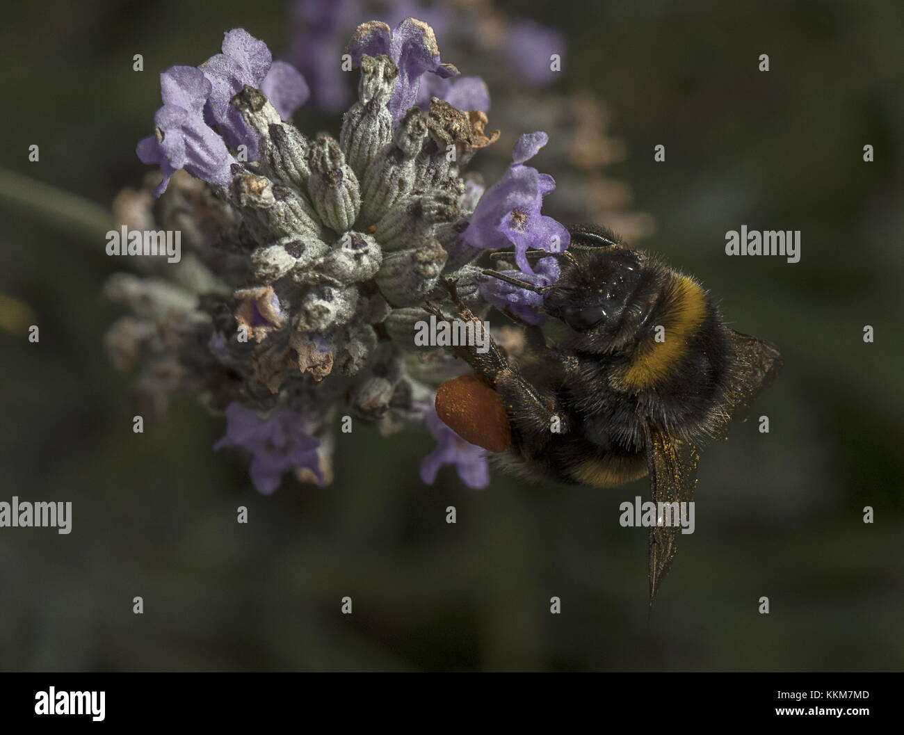 Lavoratore buff-tailed Bumble Bee, Bombus terrestris, con incantevole completo di polline ceste, sulla lavanda. Foto Stock