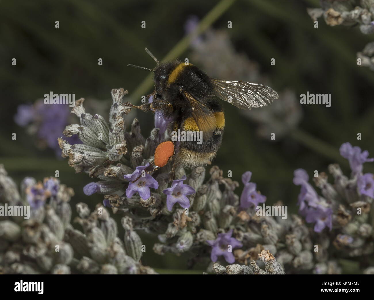 Lavoratore buff-tailed Bumble Bee, Bombus terrestris, con incantevole completo di polline ceste, sulla lavanda. Foto Stock
