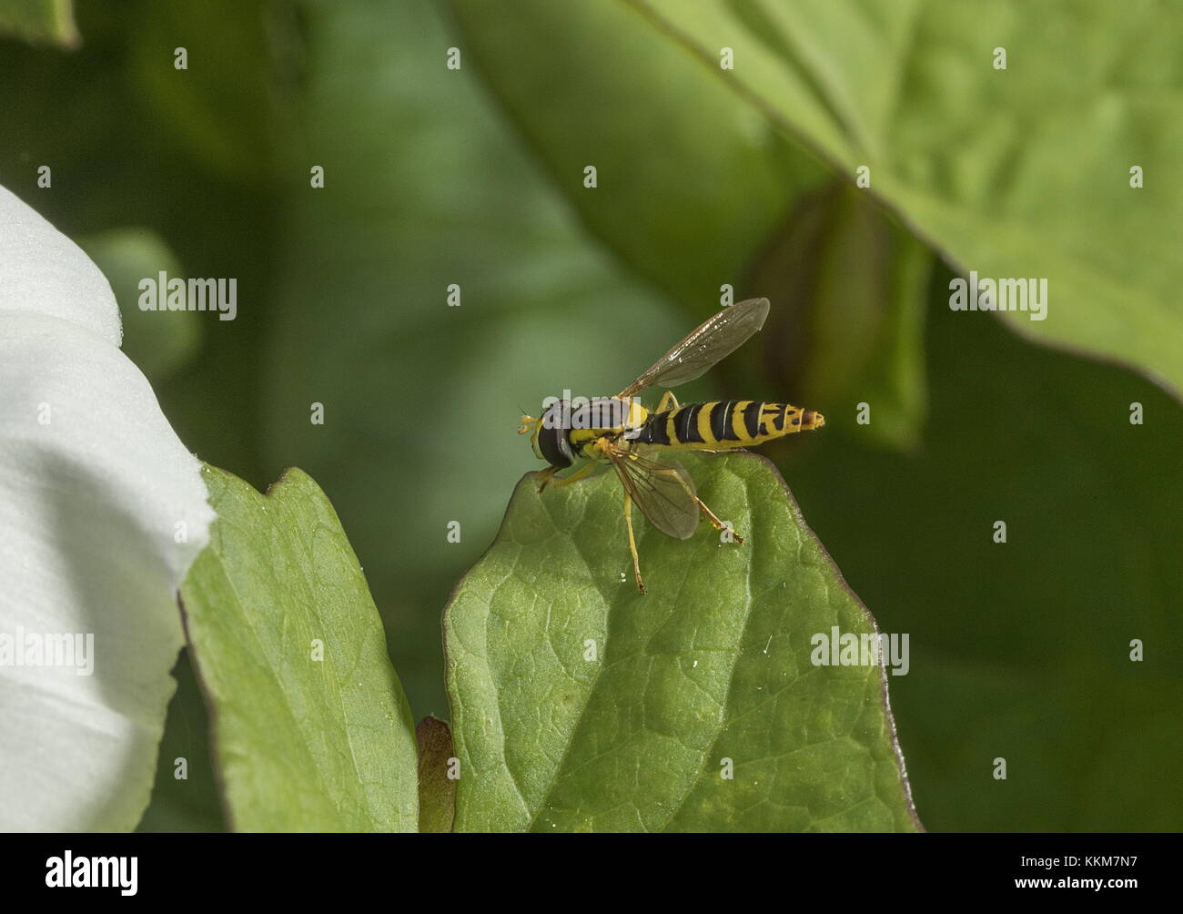 Lunga Hoverfly, Sphaerophoria scripta su centinodia, Norfolk. Foto Stock
