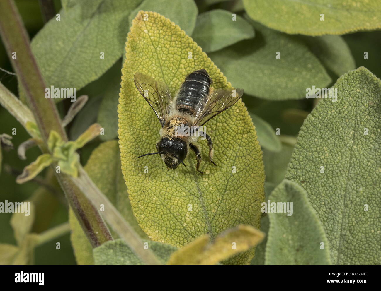 La foglia-Cutter Bee, Megachile centuncularis, sulla foglia di salvia, Norfolk. Foto Stock