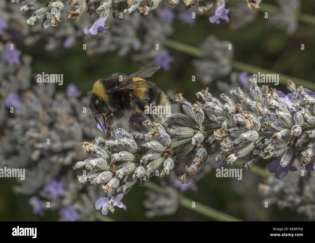 Lavoratore buff-tailed bumble-bee, Bombus terrestris alimentare sulla lavanda. Foto Stock