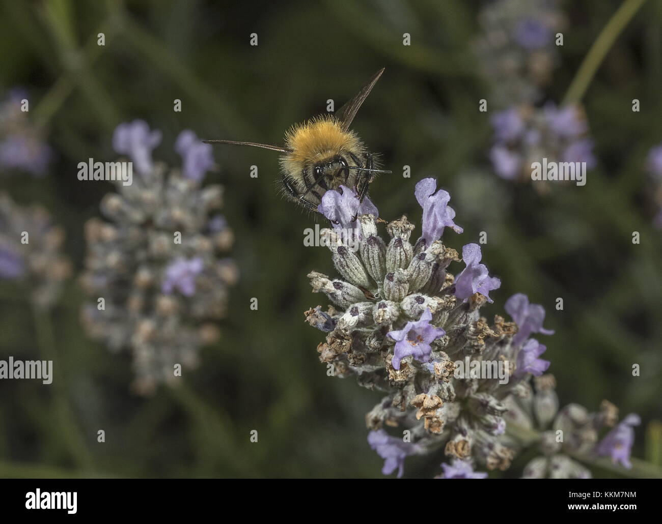 Lavoratore carda comune Bumblebee, Bombus pascuorum visitando fiori di lavanda. Foto Stock