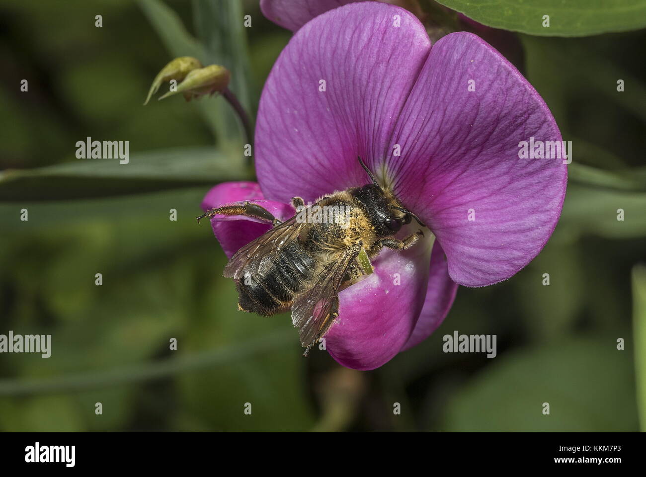 La foglia-Cutter Bee, Megachile centuncularis, visita di latifoglie pisello perenne. Norfolk. Foto Stock