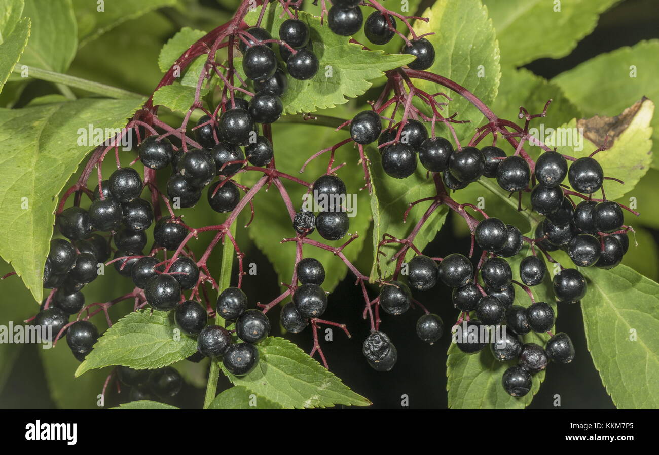 Bacche di sambuco, Sambucus nigra, in tarda estate. Foto Stock